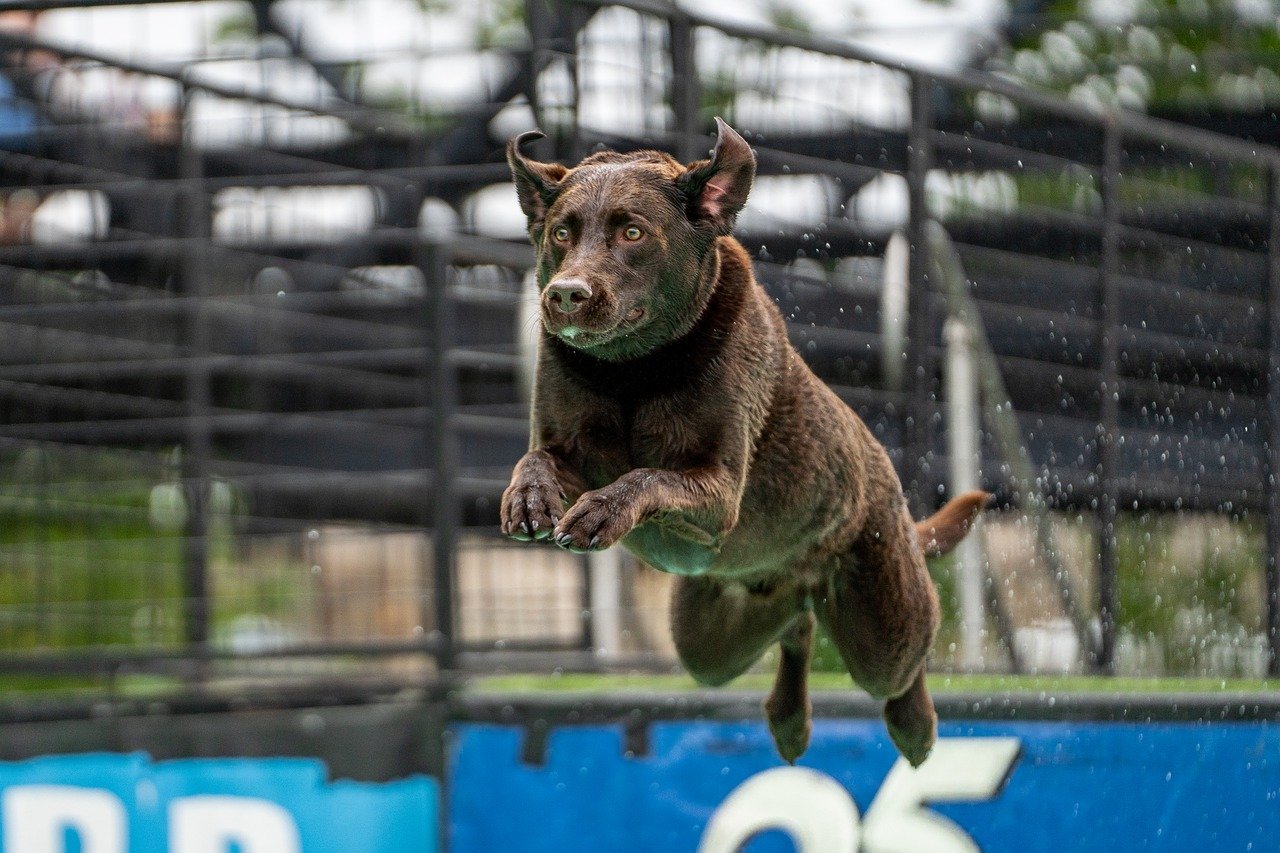 Hunters at Heart: The Adventurous Spirit of Sporting Breeds (image credits: pixabay)