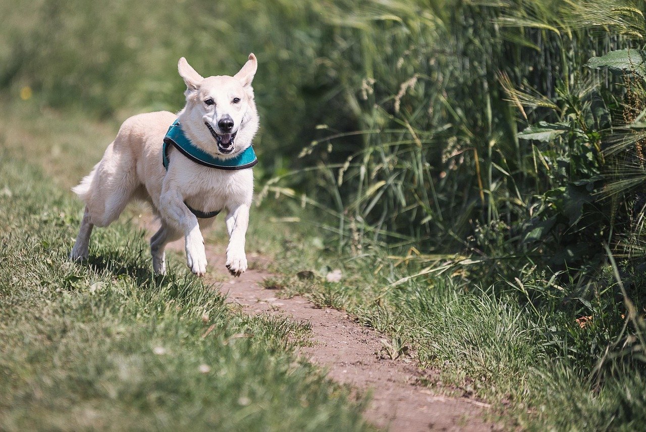 From Lap to Lab: The Adaptable Nature of Mixed Breeds (image credits: pixabay)