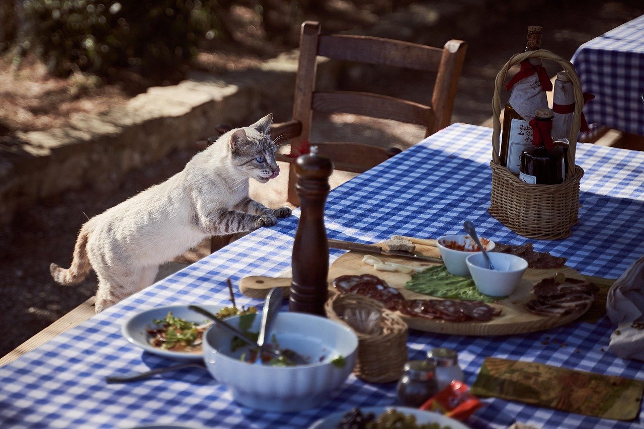 Transitioning to Adult Cat Food: The Big Move (image credits: pixabay)