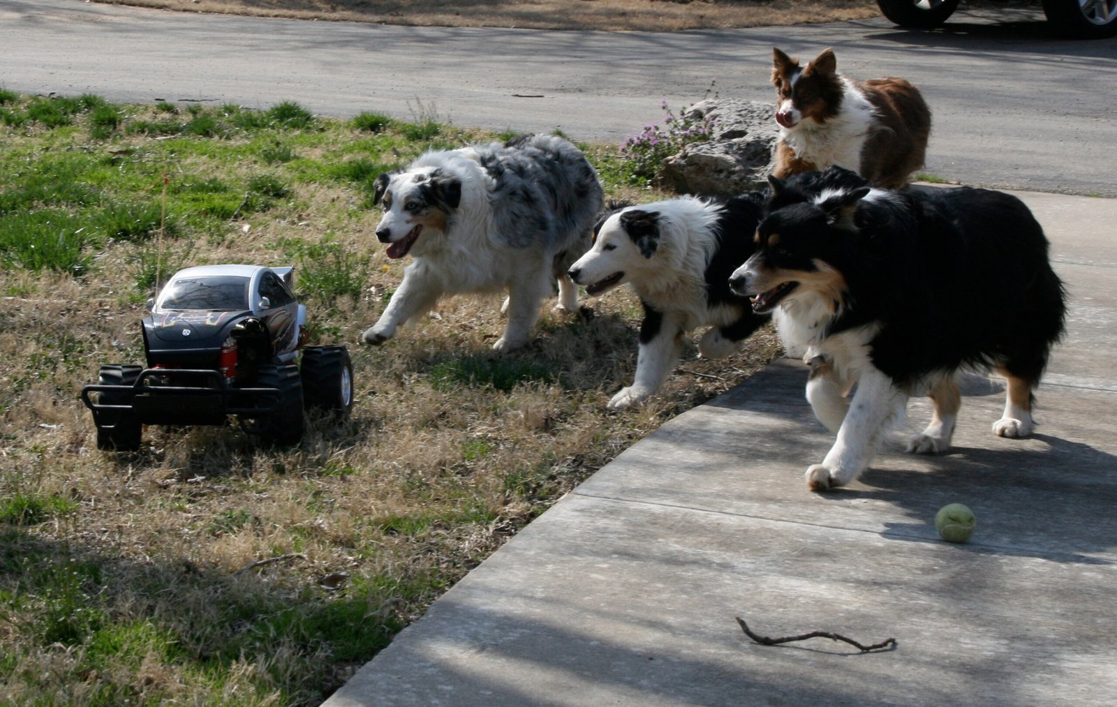 Why Do Herding Dogs Try to Organize Your Life?