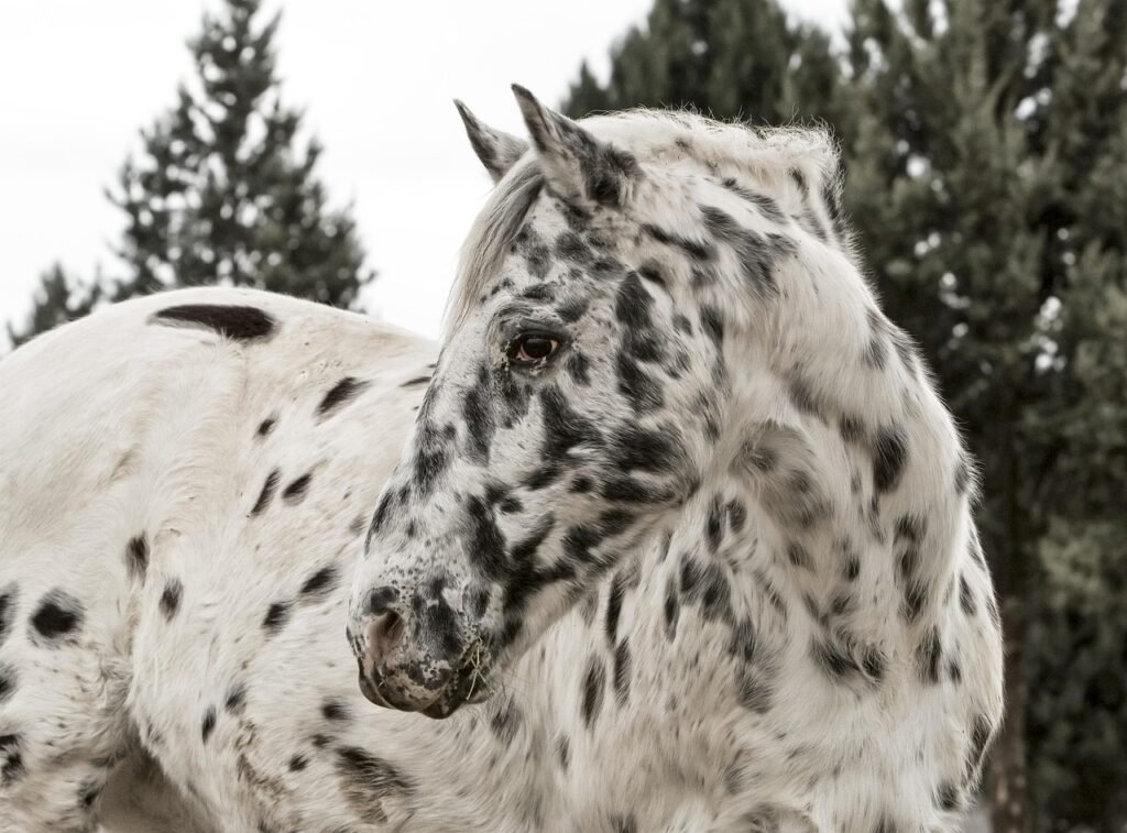 Appaloosa: The Spotted Companion