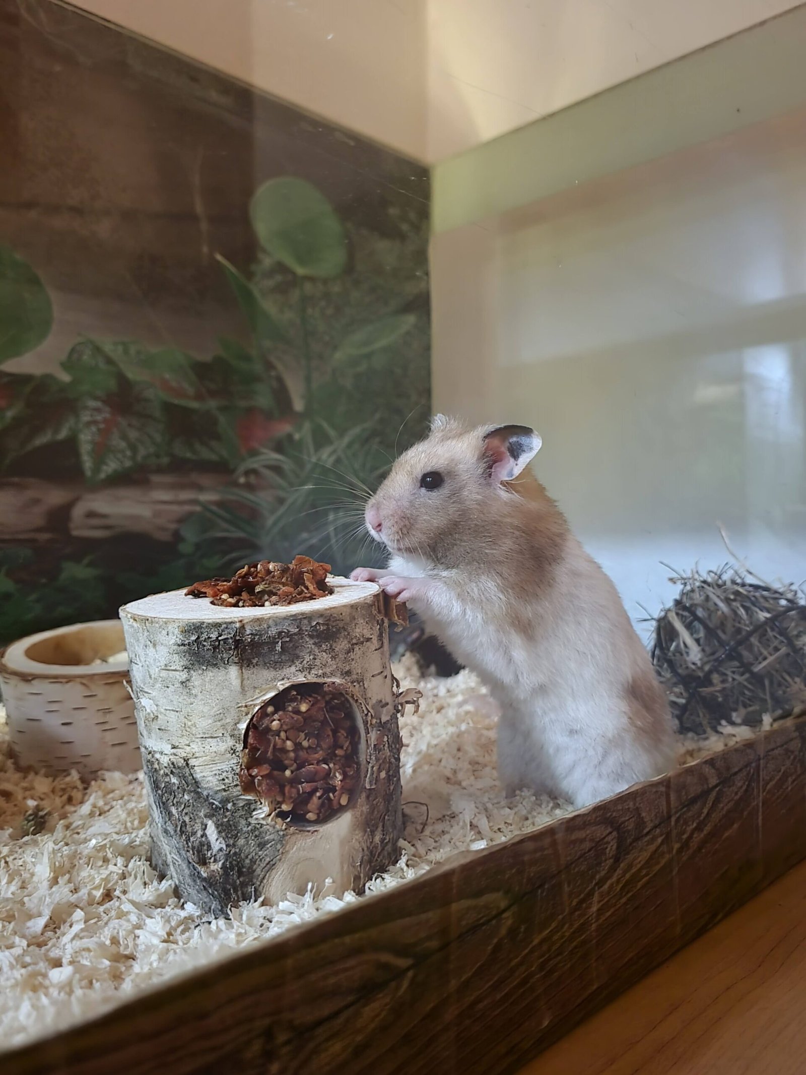 Recognizing and Managing Hamster Stress (image credits: wikimedia)