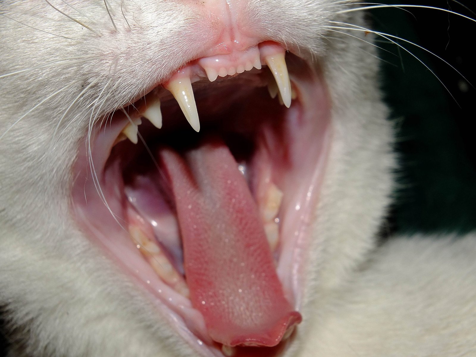 The Surprising Importance of Feline Dental Health (image credits: wikimedia)