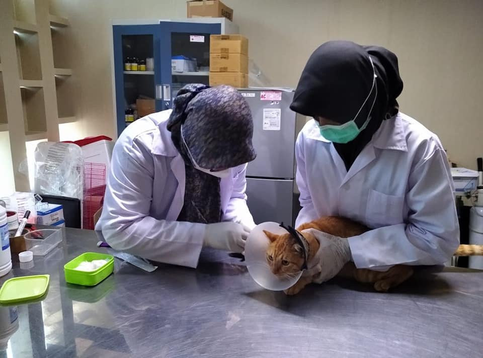 The Role of Professional Veterinary Care (image credits: wikimedia)