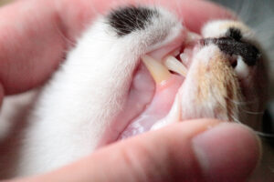 What You Need to Know About Caring for Your Cat’s Teeth