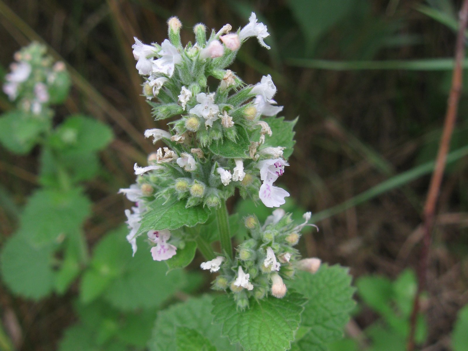 Catnip: The Ultimate Feline Favorite (image credits: wikimedia)