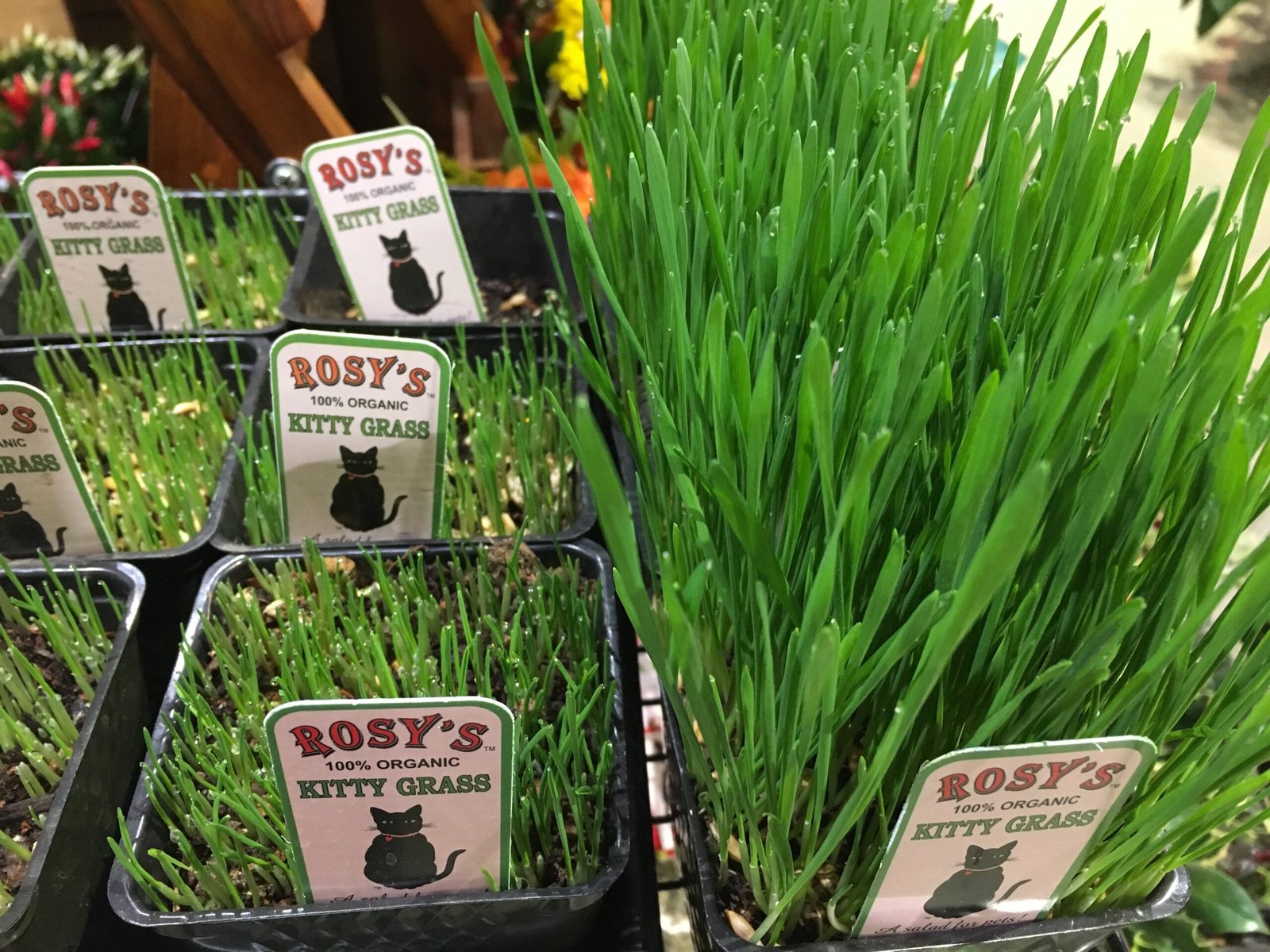 Cat Grass: A Healthy Snack (image credits: wikimedia)