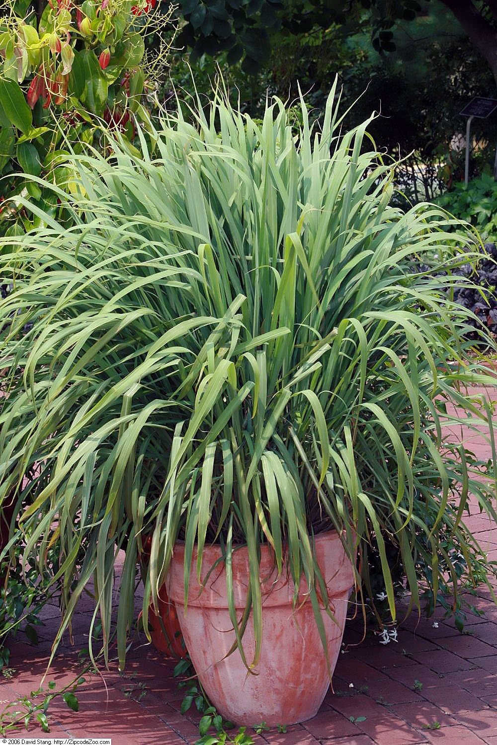Lemongrass: Fragrant and Fun (image credits: wikimedia)