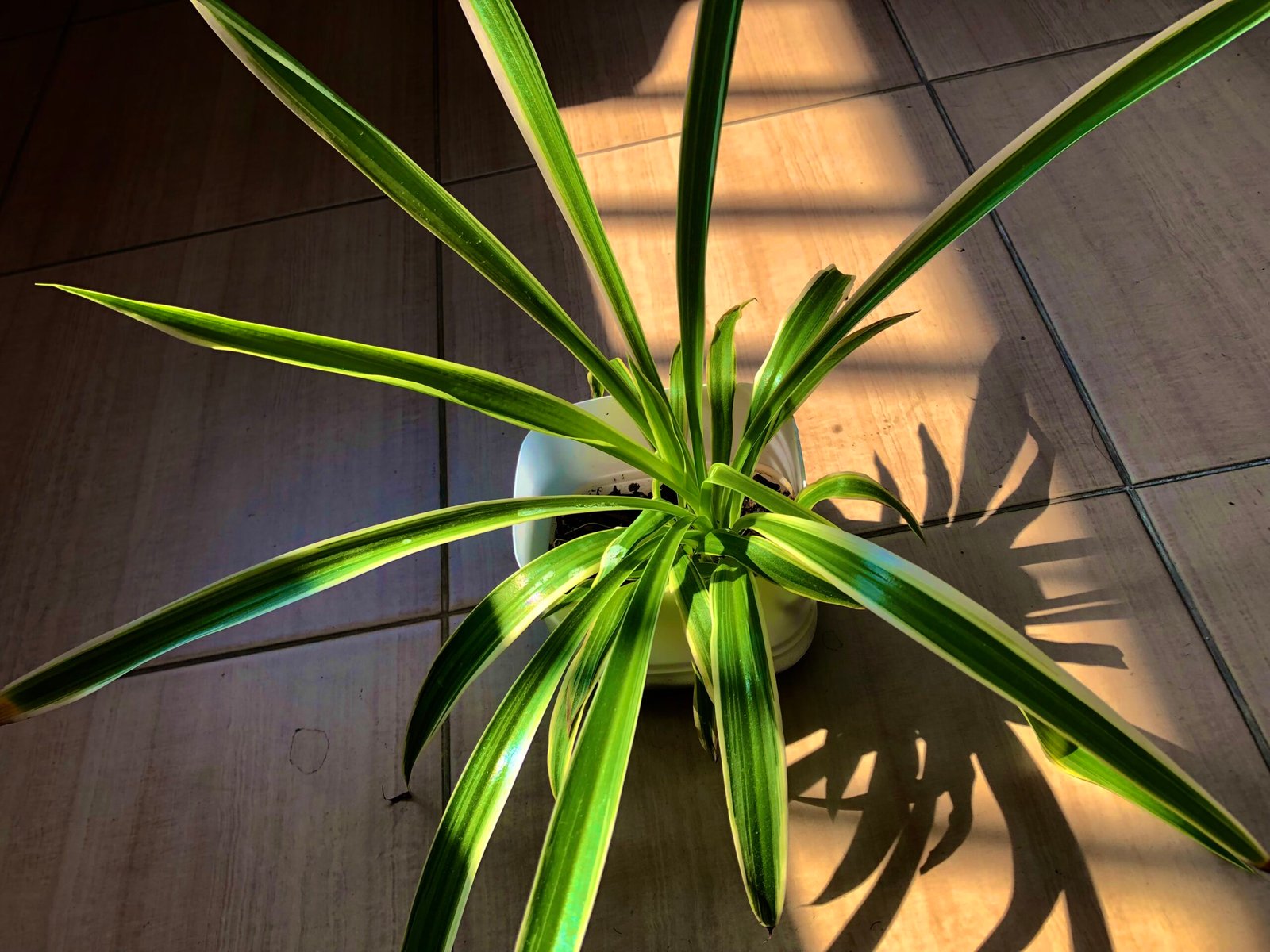 Spider Plant: Playful and Safe (image credits: wikimedia)