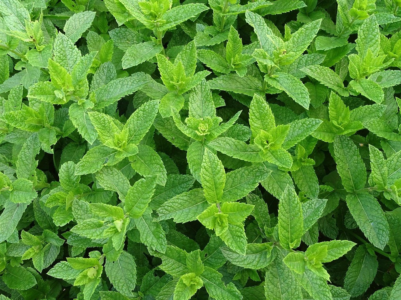 Mint: A Cooling Treat (image credits: pixabay)