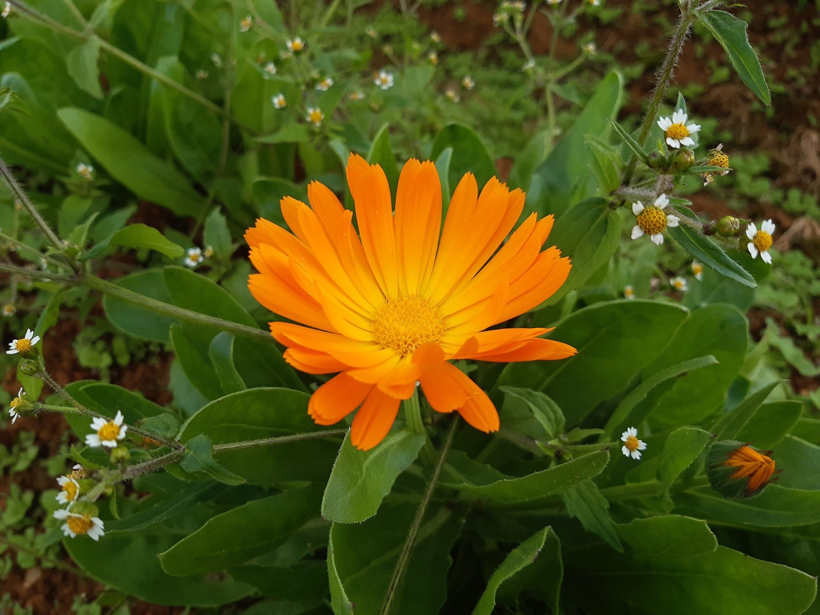 Calendula: Colorful and Gentle (image credits: wikimedia)