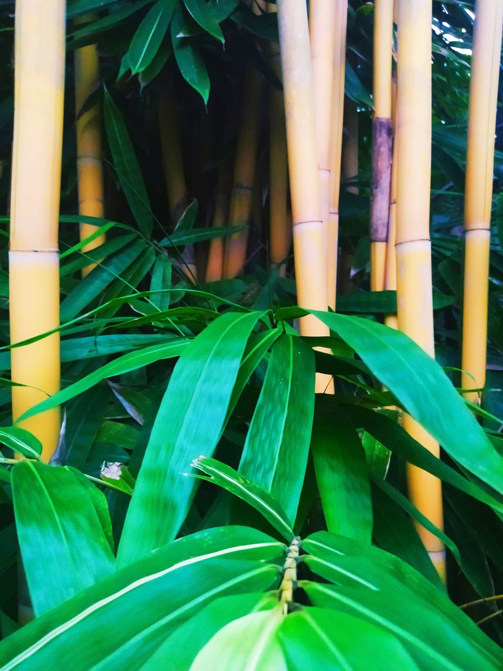 Bamboo: Shelter and Shade (image credits: wikimedia)