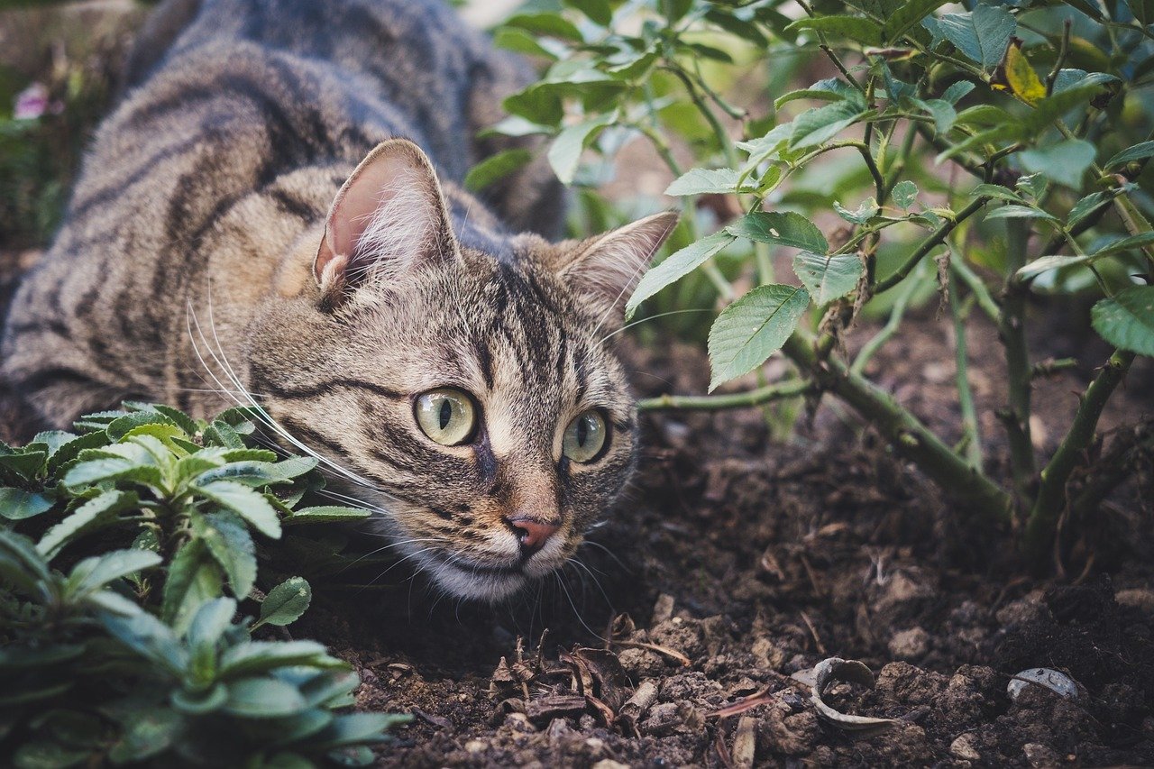 Tips for Designing a Safe Cat Garden (image credits: pixabay)
