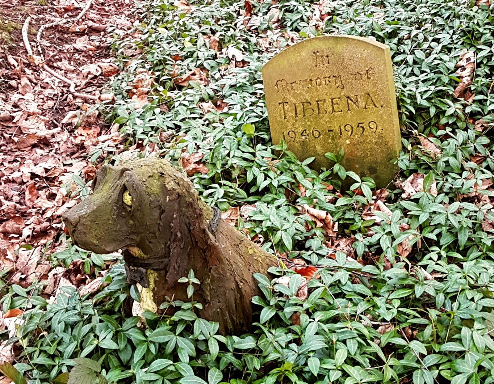 Creating a Tribute: Honoring Your Dog’s Legacy (image credits: wikimedia)