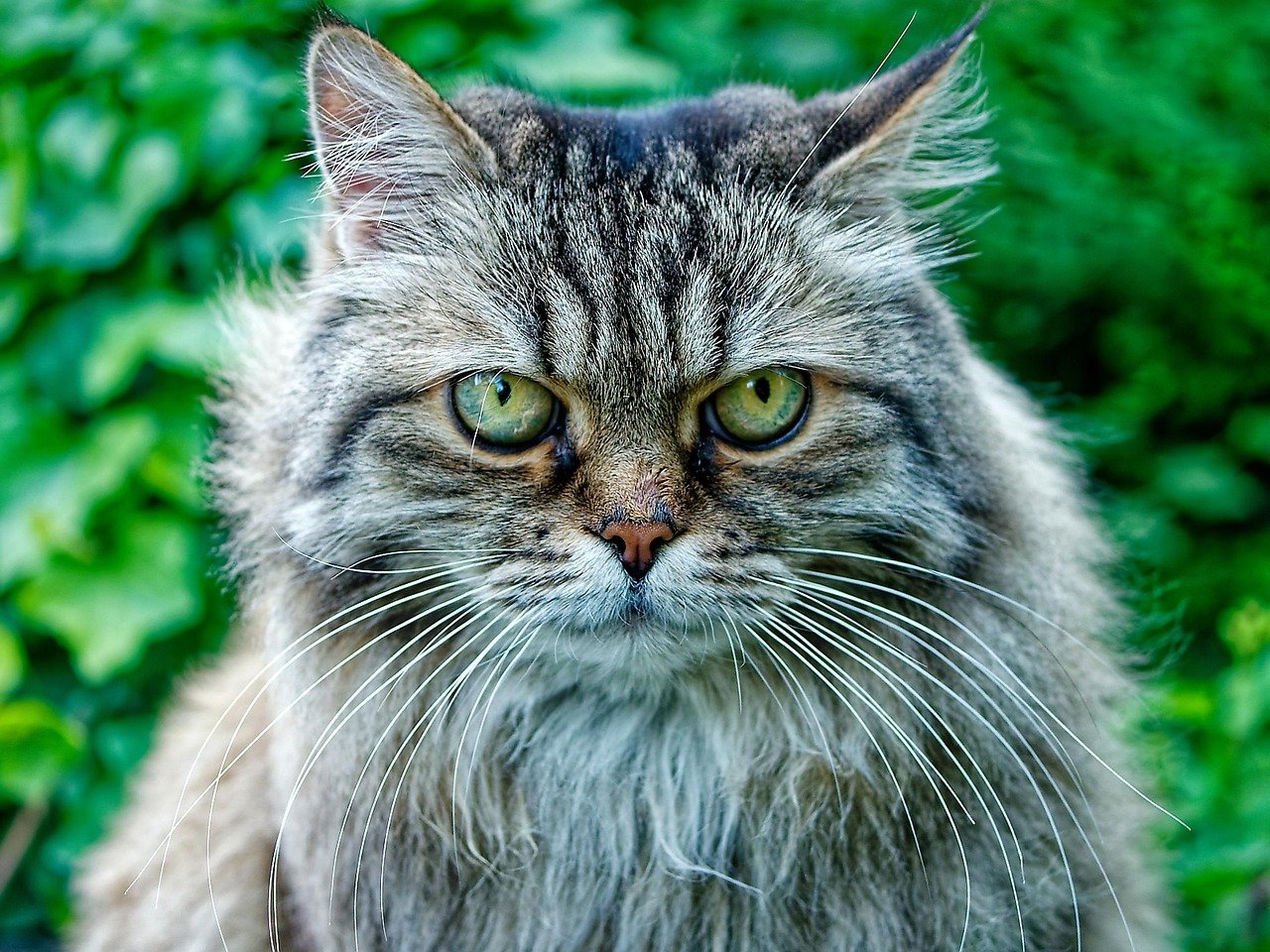 The Ancient Origins of the Siberian Cat (image credits: pixabay)