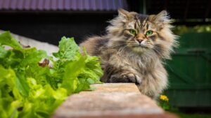Who Is the Siberian Cat? 10 Facts About These Amazing Felines