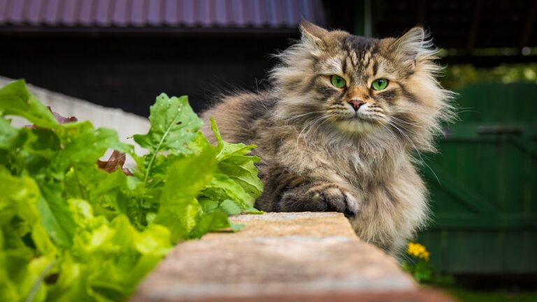 Who Is the Siberian Cat? 10 Facts About These Amazing Felines