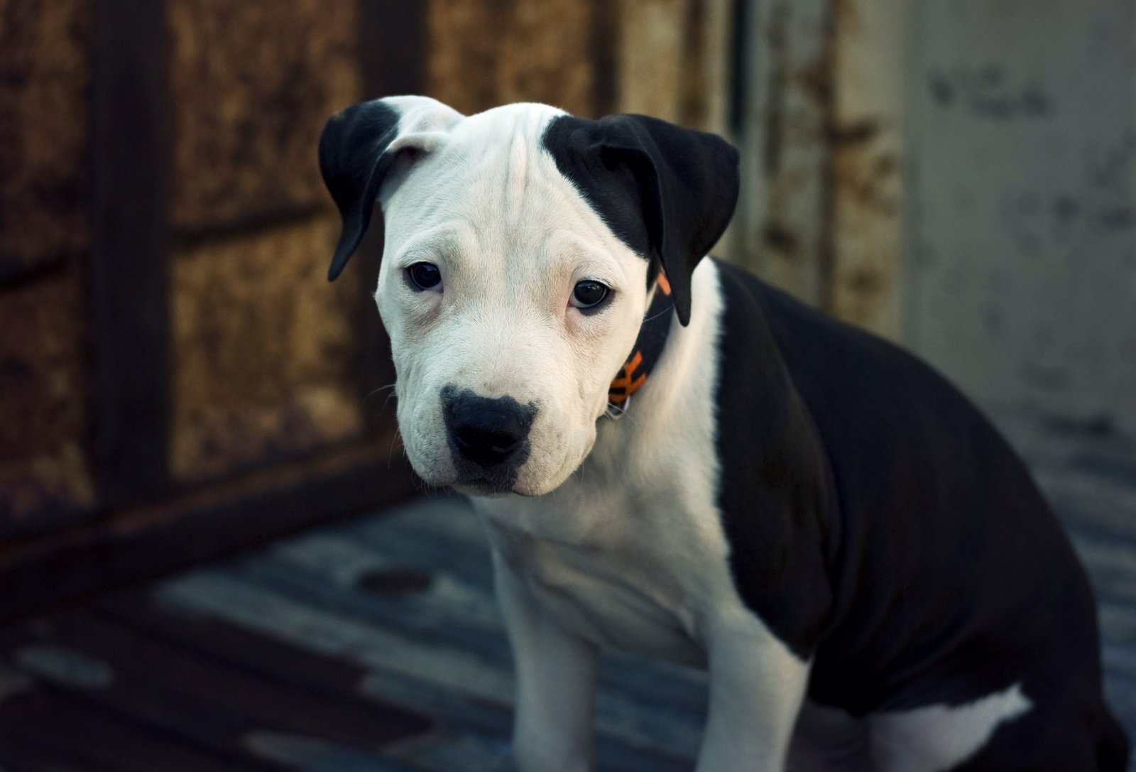 Offer Controlled Dog-to-Dog Play Dates (image credits: wikimedia)