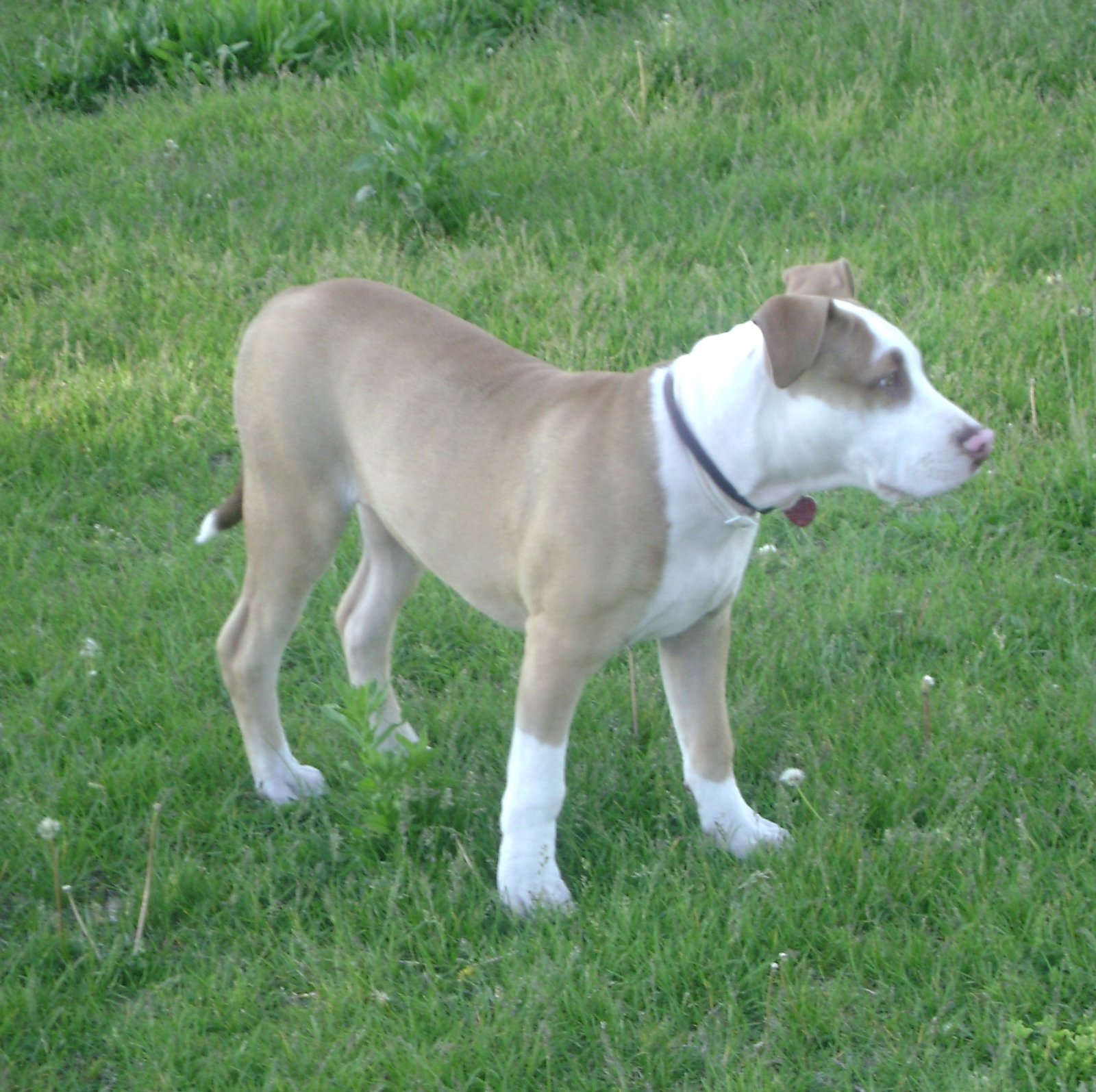 Reward Calm and Confident Behavior (image credits: wikimedia)