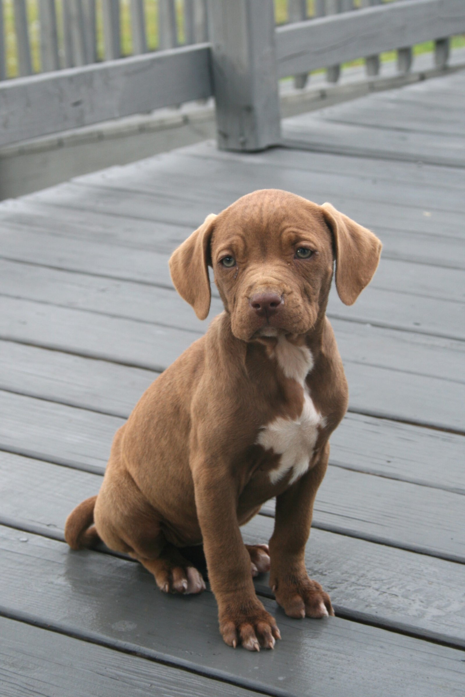 Enroll in Puppy Socialization Classes (image credits: wikimedia)