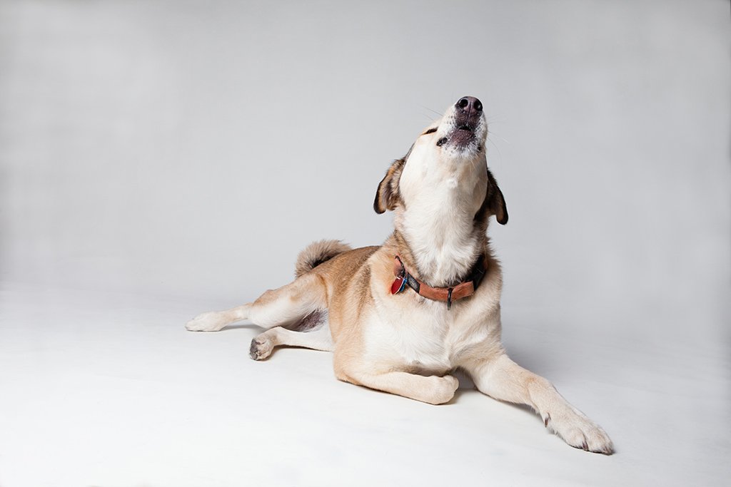 2. Whining or Howling (image credits: wikimedia)