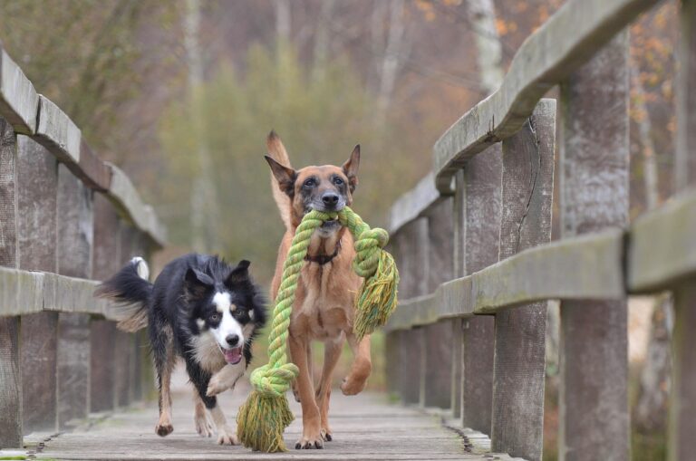10 Easy Ways To Encourage Your Dog To be More Social