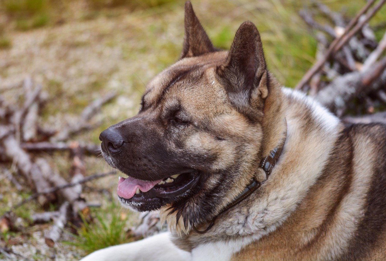 Protective Instincts and Loyalty (image credits: pixabay)
