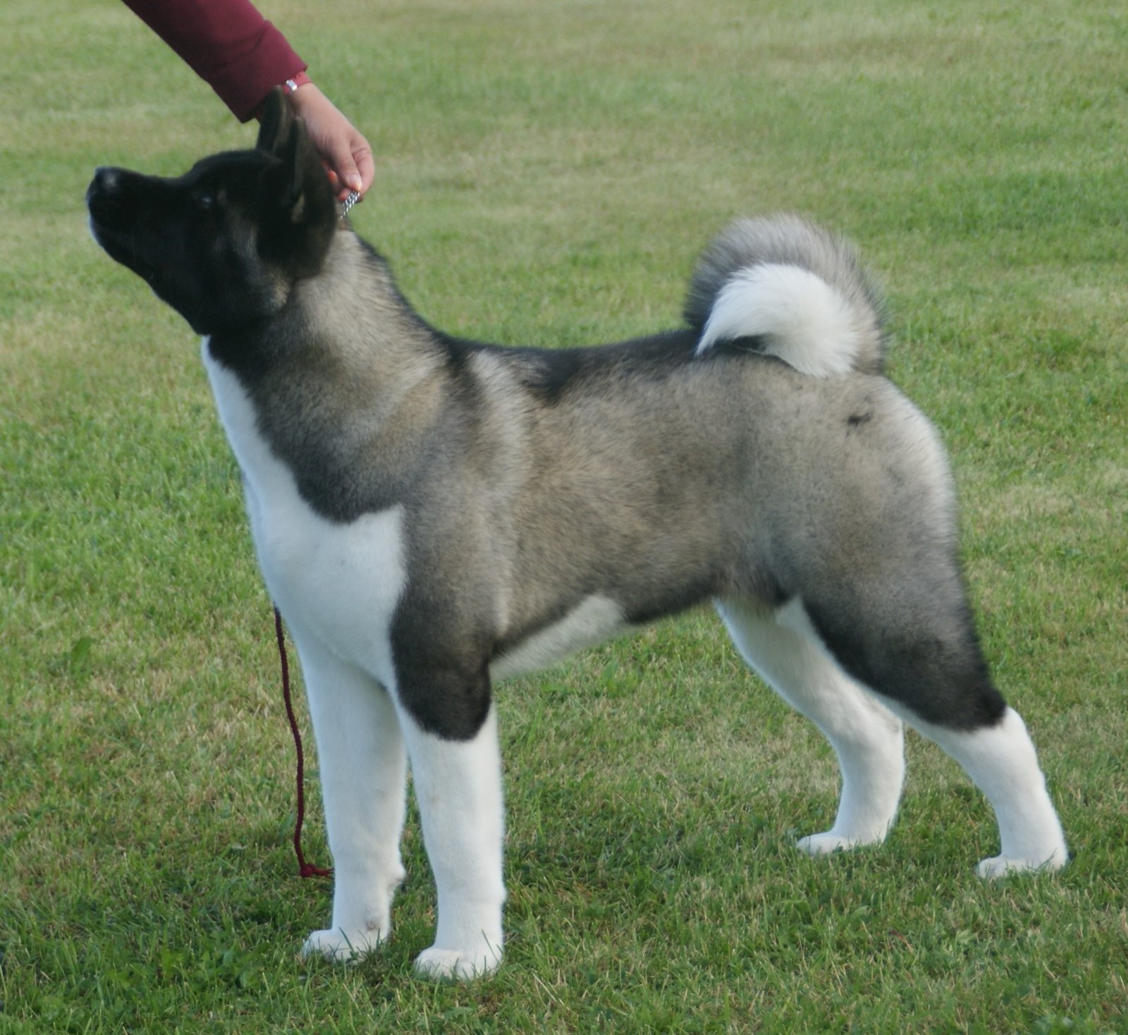 Ease of Training and Intelligence (image credits: wikimedia)