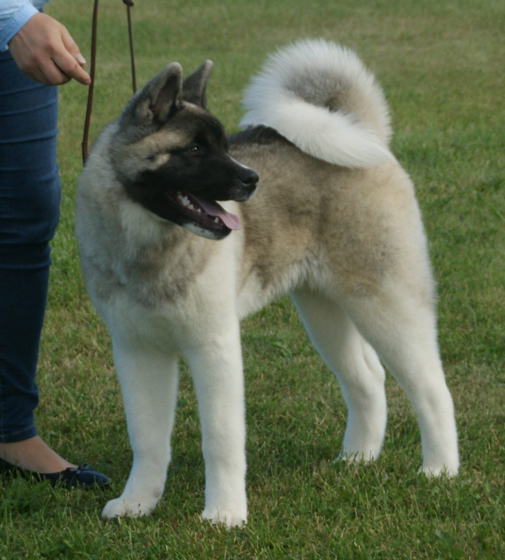 Suitability for Service and Therapy Roles (image credits: wikimedia)