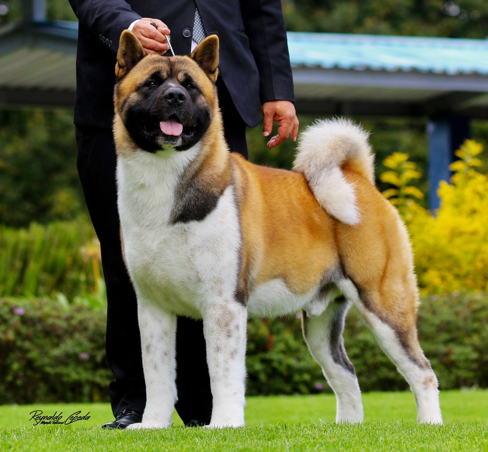 10 Reasons Why the US Prefers the American Akita Over the Japanese Breed