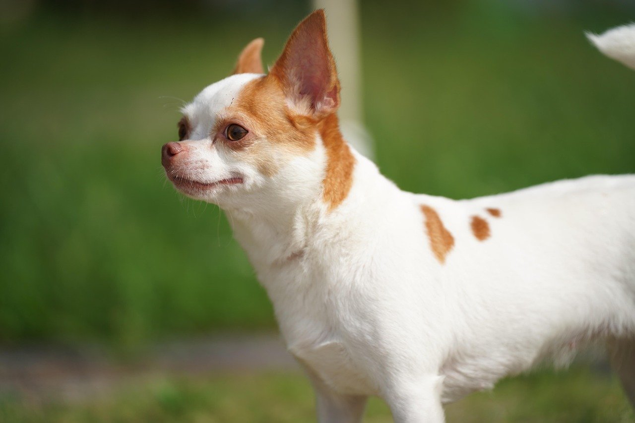 Chihuahuas Are Surprisingly Intelligent (image credits: pixabay)