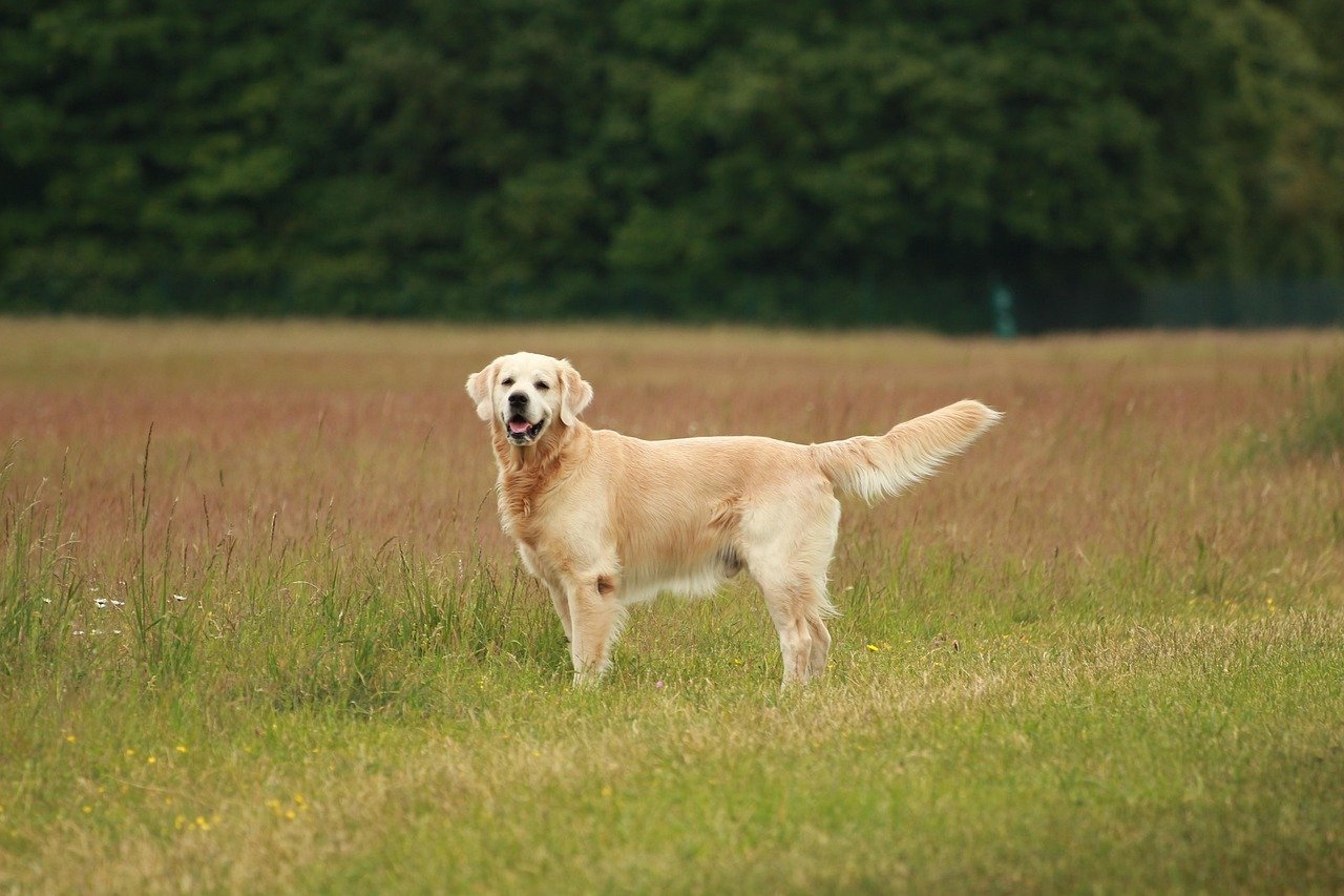 Golden Retriever: Eternal Sunshine in Fur (image credits: pixabay)