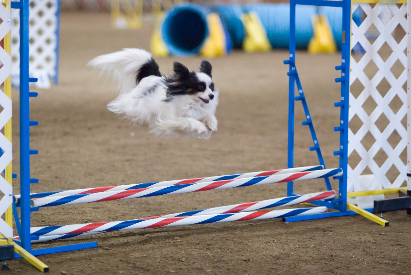 Papillon: Tiny Dog, Timeless Spirit (image credits: wikimedia)
