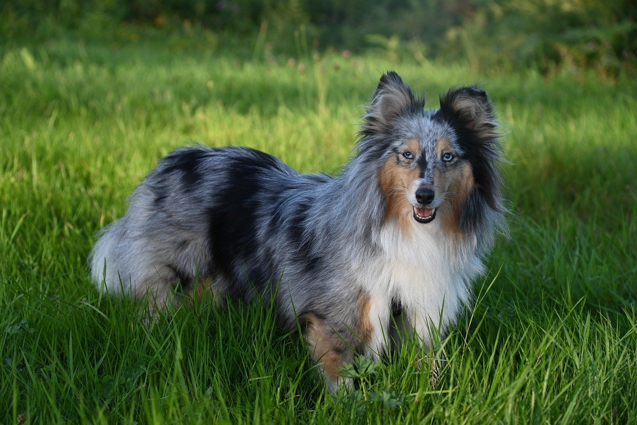Shetland Sheepdog: The Playful Performer (image credits: pixabay)