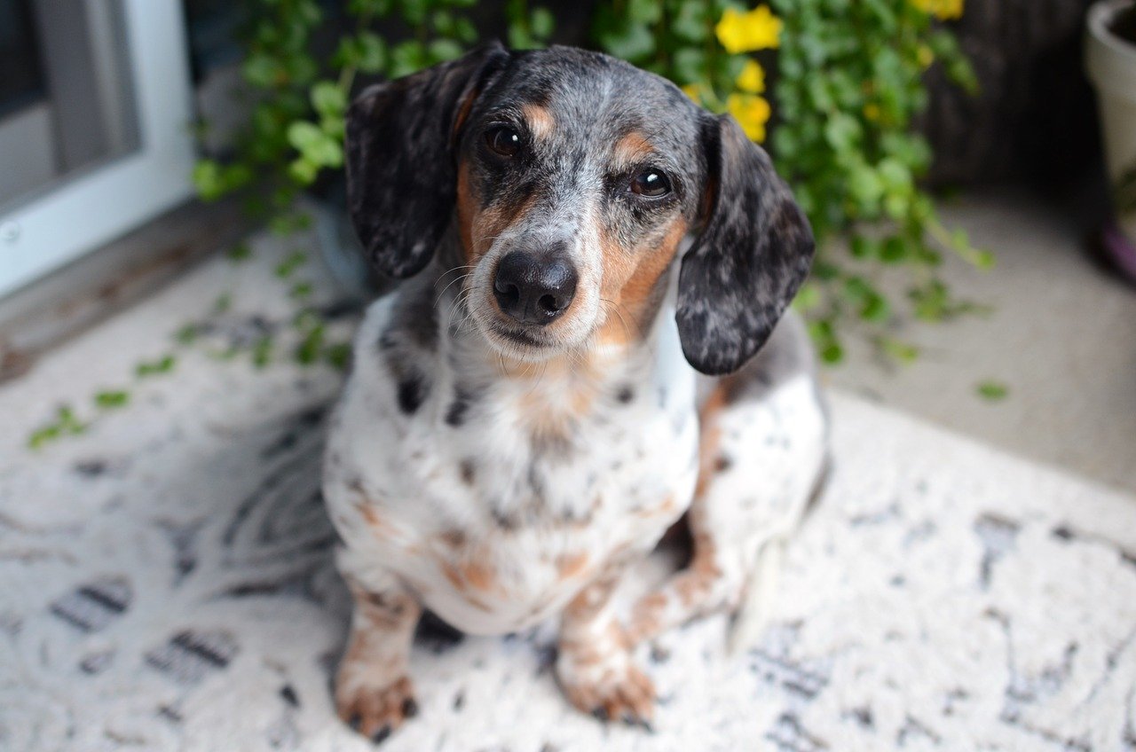 Dachshund (image credits: pixabay)