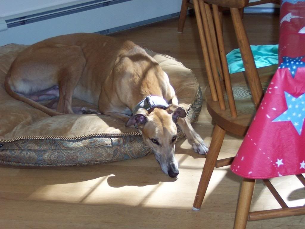 Greyhound: The Quiet Sprinter (image credits: wikimedia)