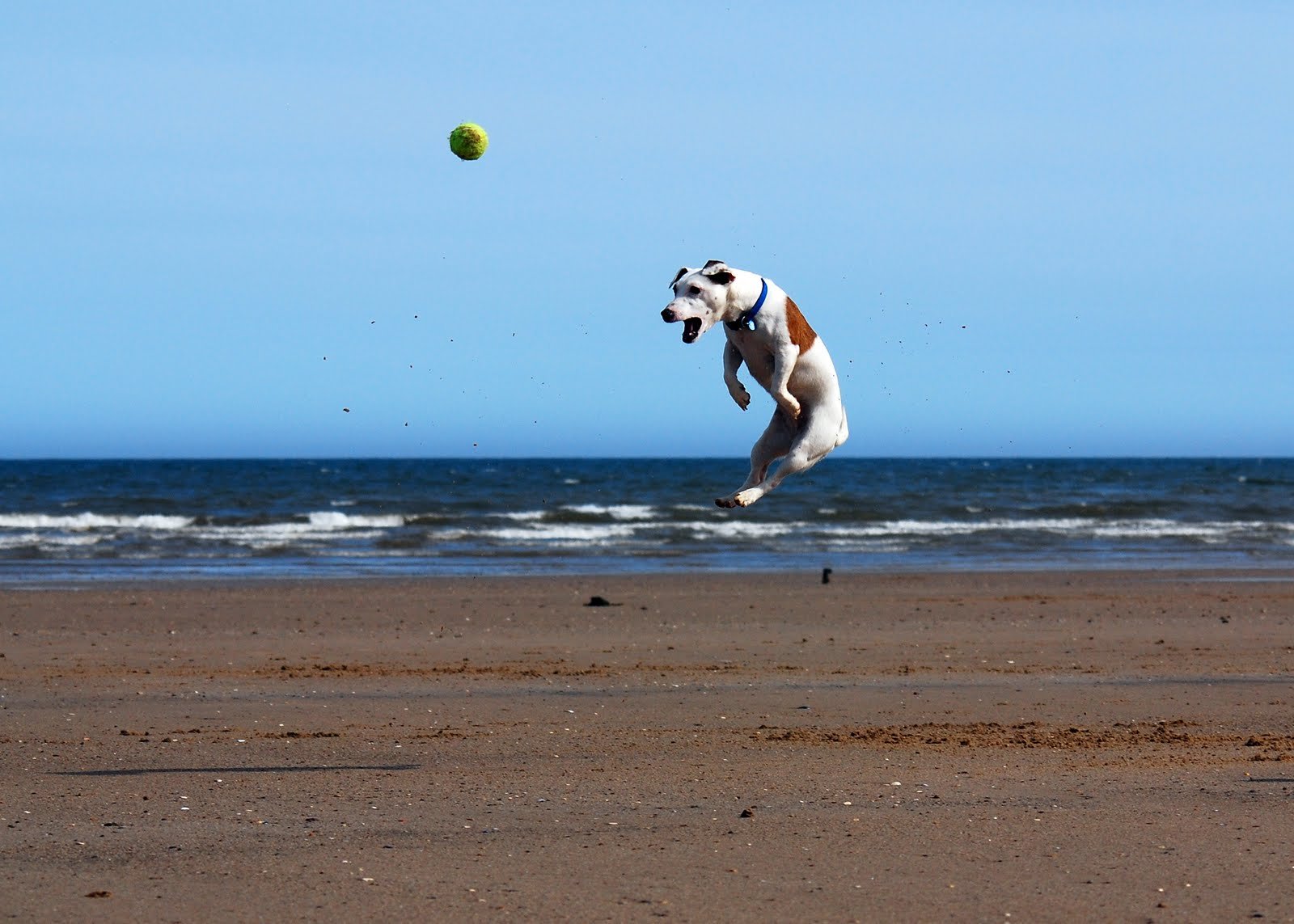 Jack Russell Terrier: The Spirited Dynamo (image credits: wikimedia)