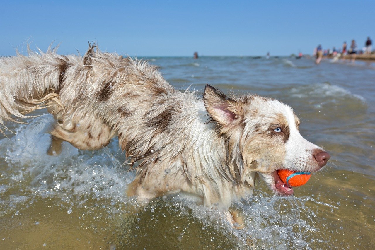 Australian Shepherd: The Energetic Entertainer (image credits: pixabay)