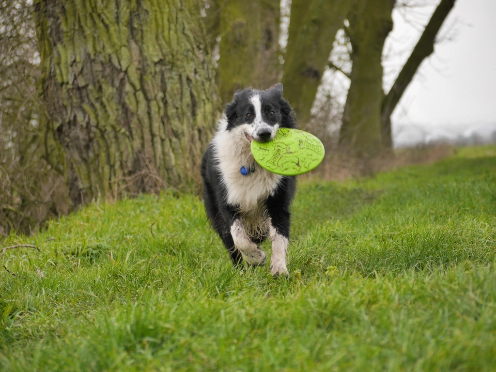 Border Collie: The Whirlwind Worker (image credits: rawpixel)