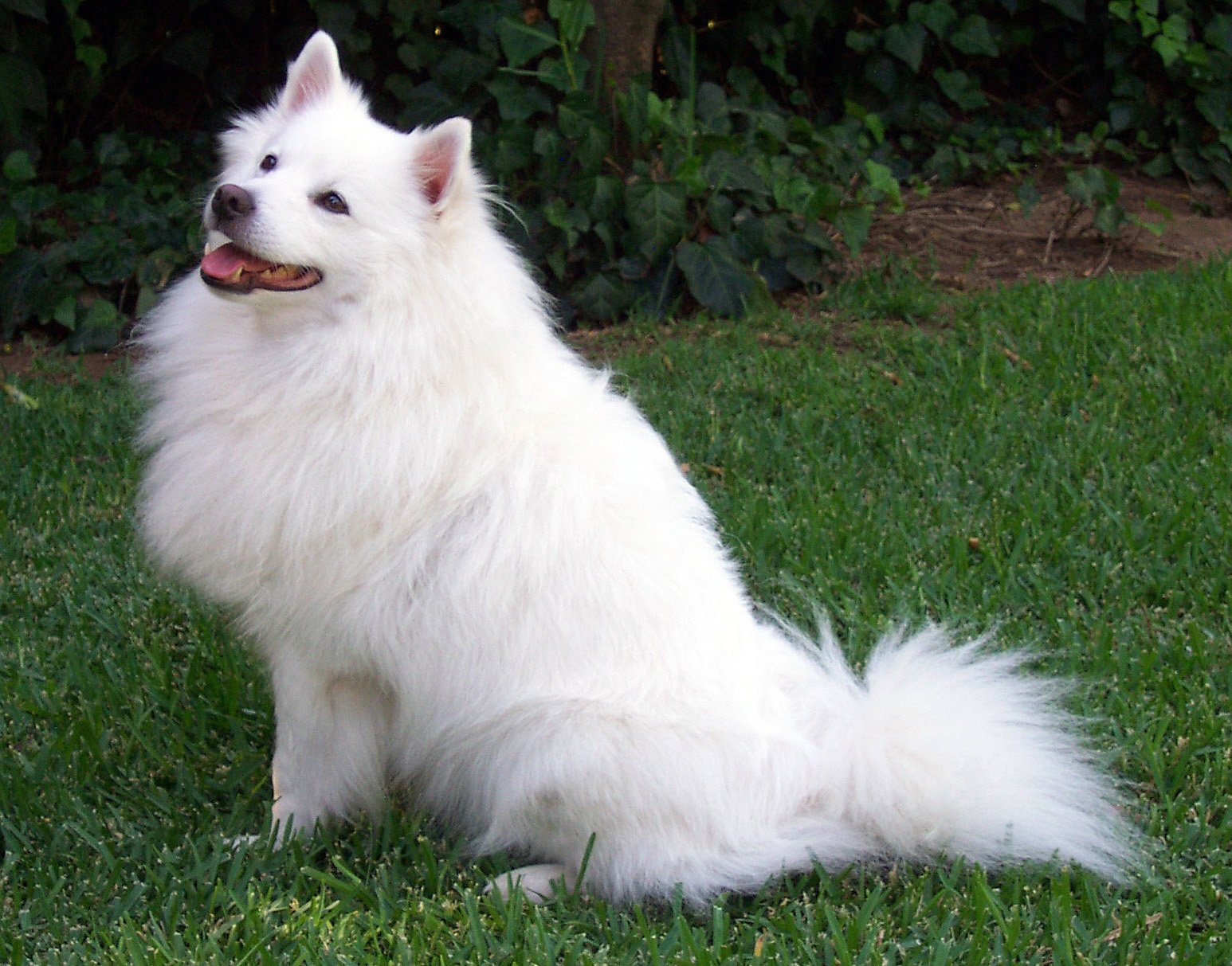 American Eskimo Dog: The Playful Showstopper (image credits: wikimedia)