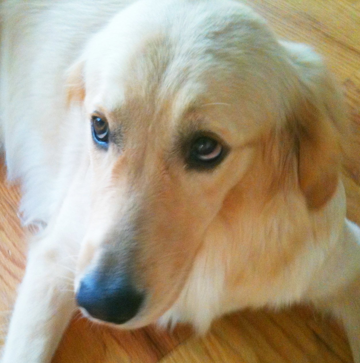 Slowly Introduce New Sounds (image credits: wikimedia)