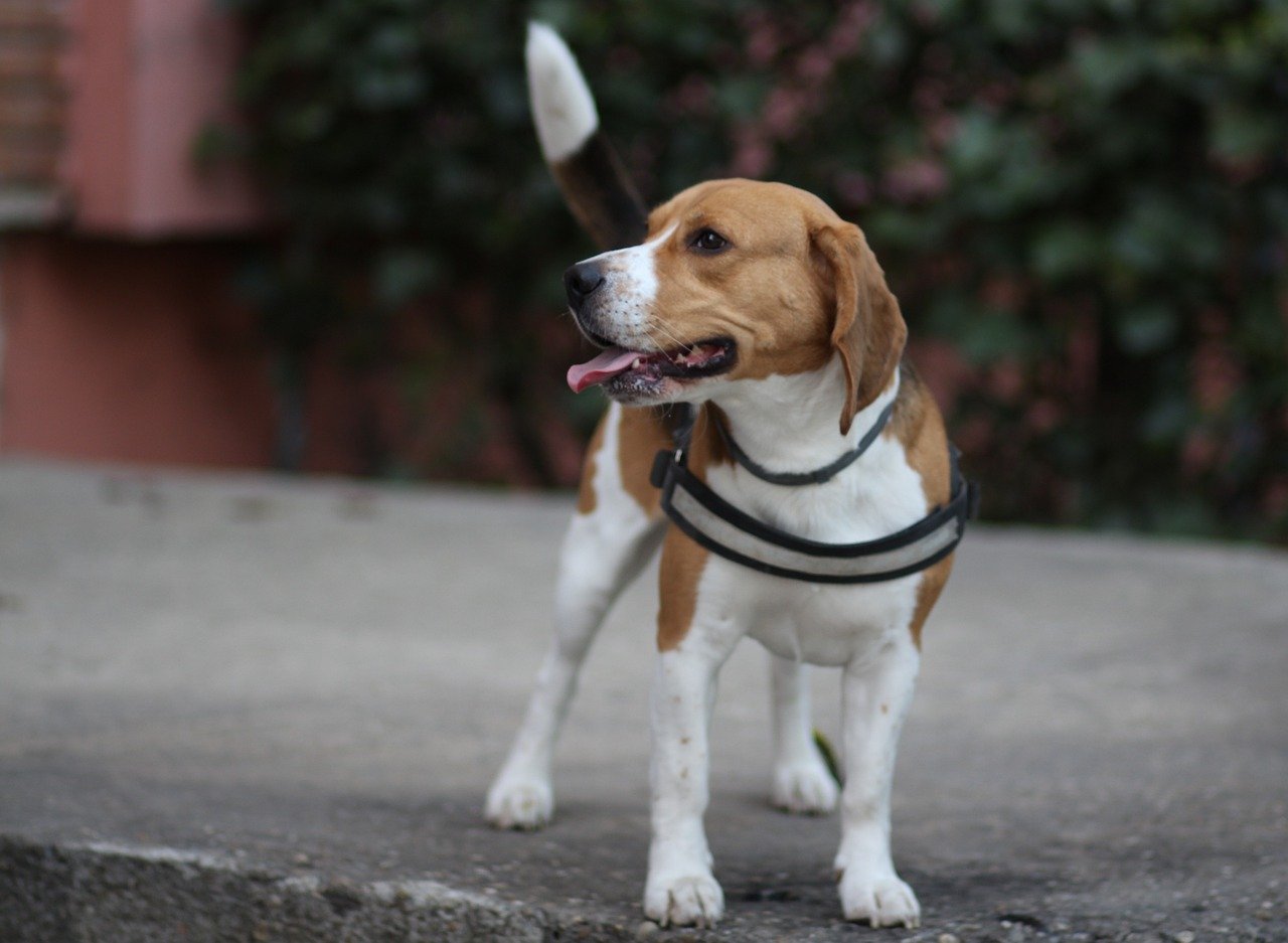 Beagle: The Curious Crowd Pleaser (image credits: pixabay)