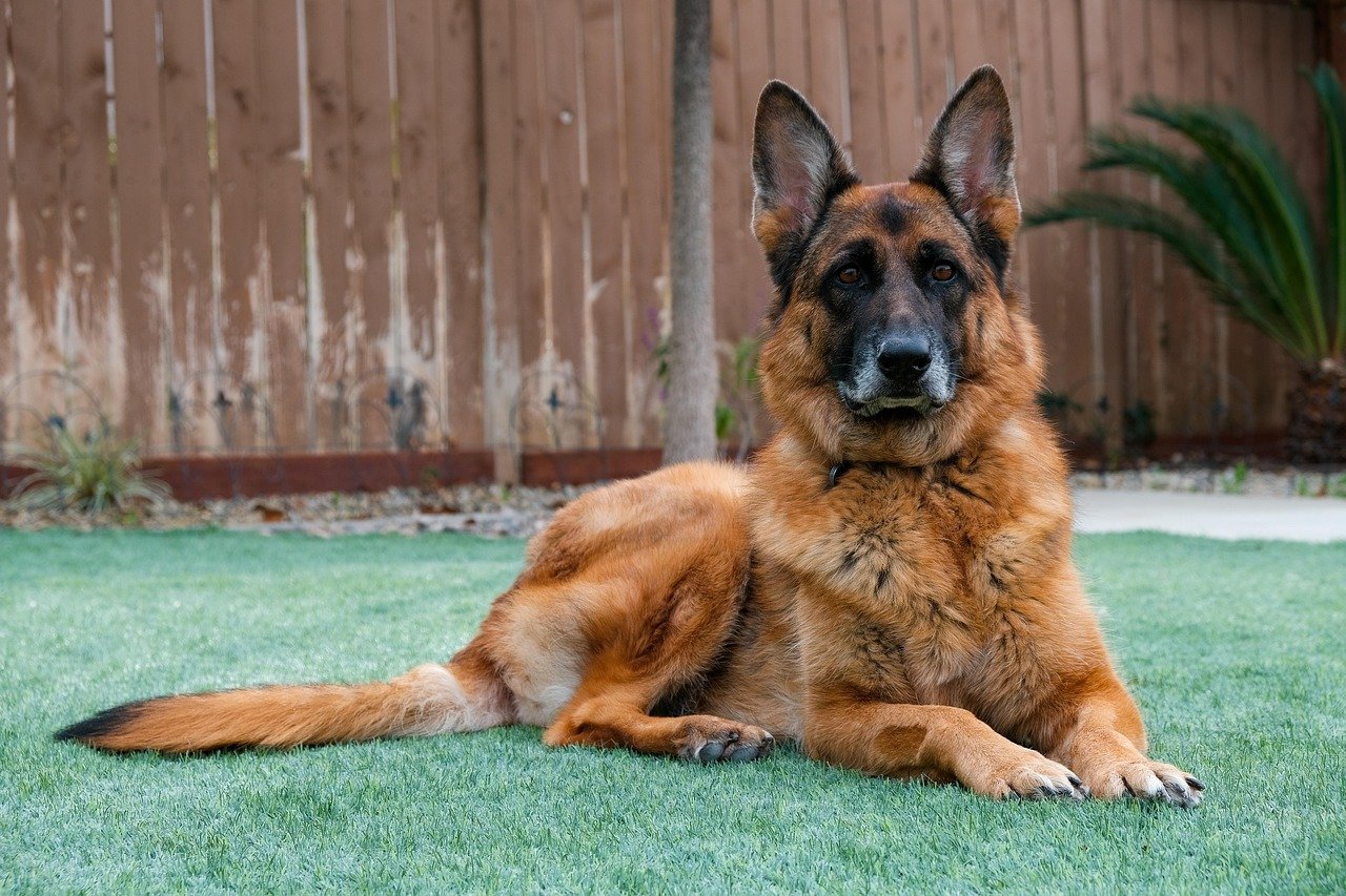 German Shepherd (image credits: pixabay)