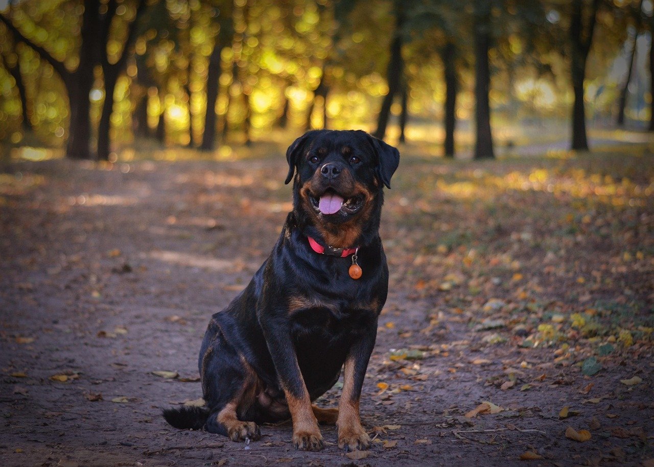 Rottweiler (image credits: pixabay)