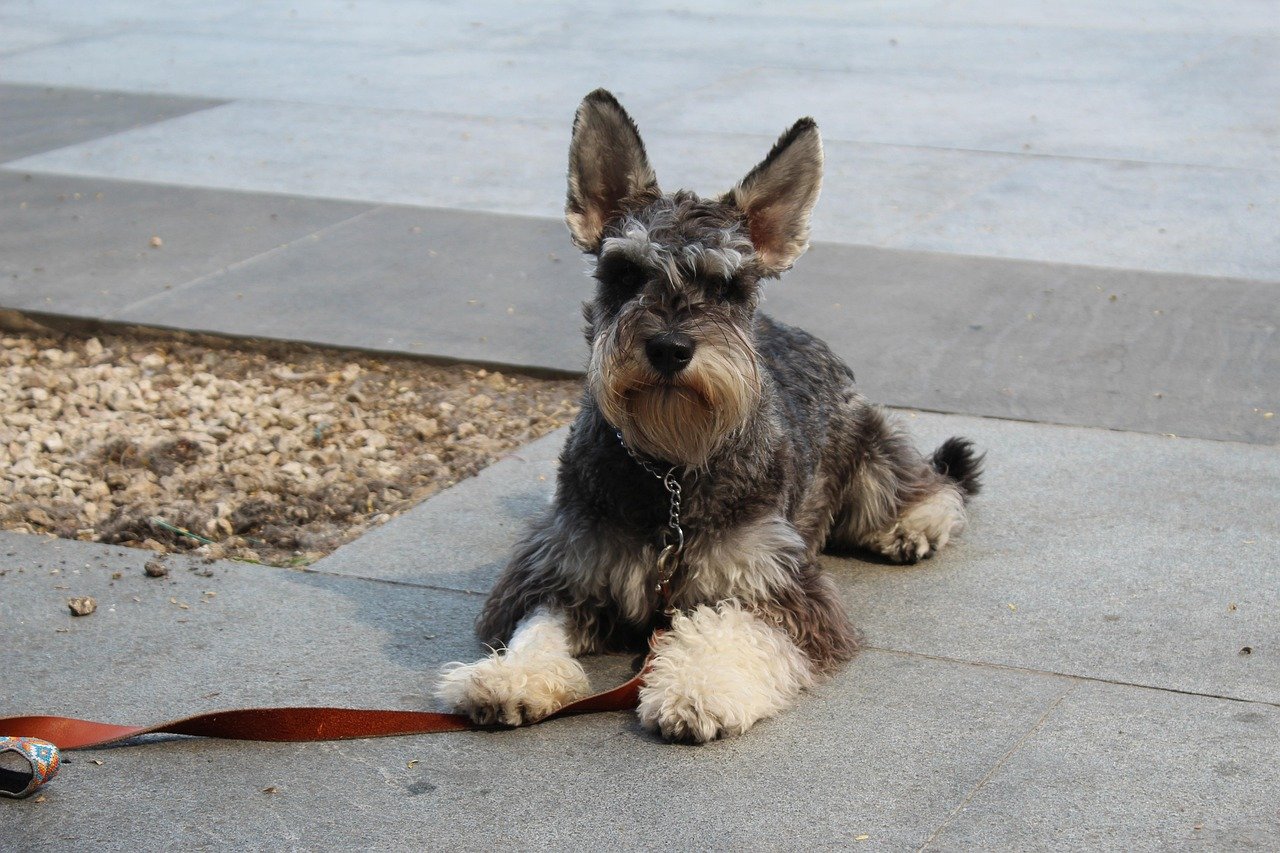 Miniature Schnauzer (image credits: pixabay)