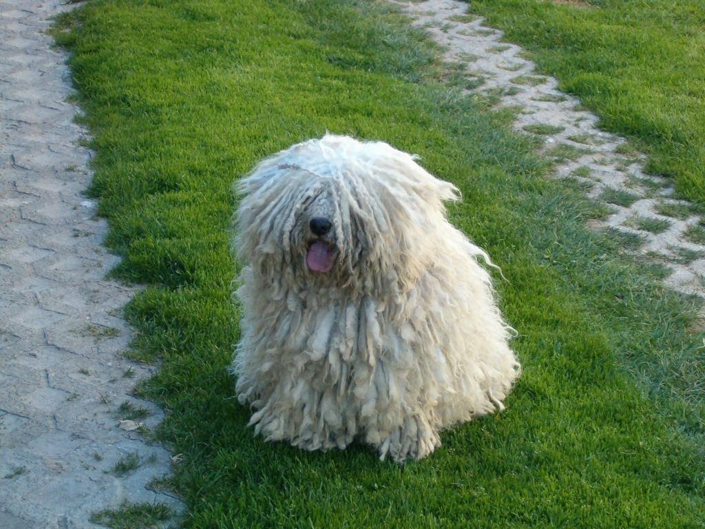 Puli (image credits: wikimedia)