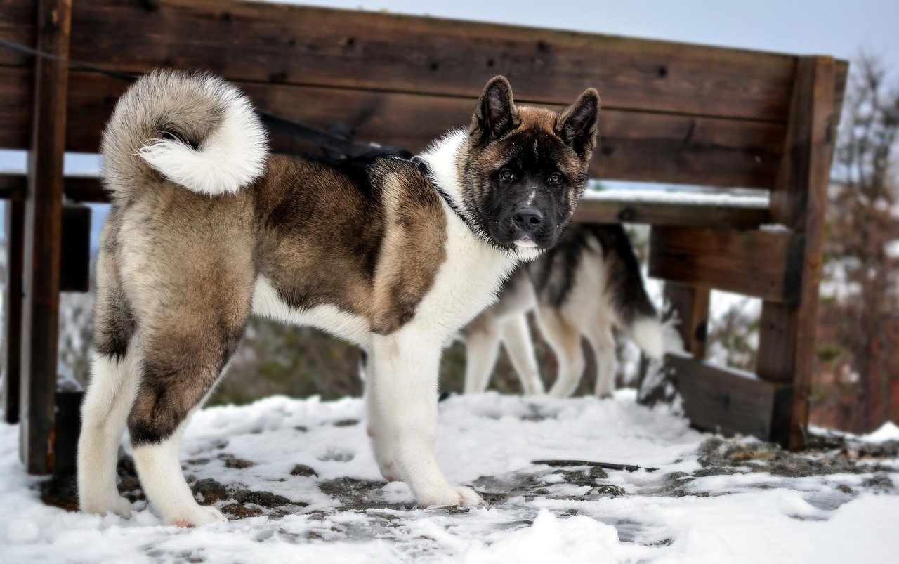 Akita (image credits: pixabay)