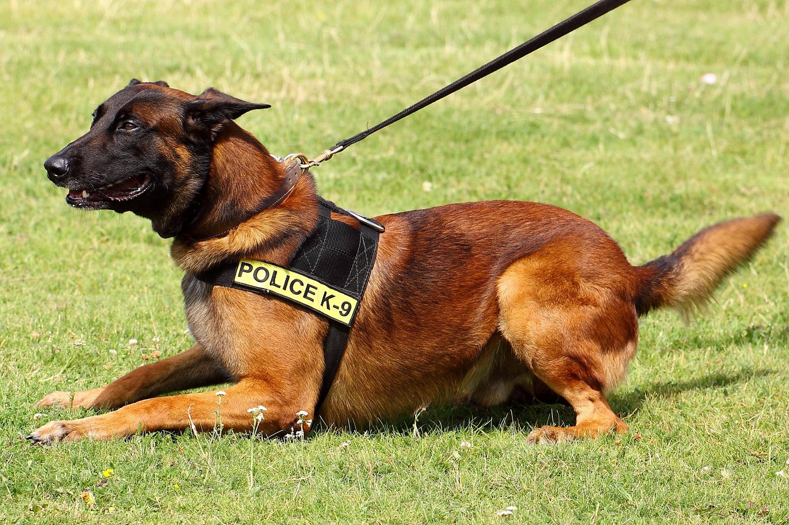 Belgian Malinois (image credits: wikimedia)