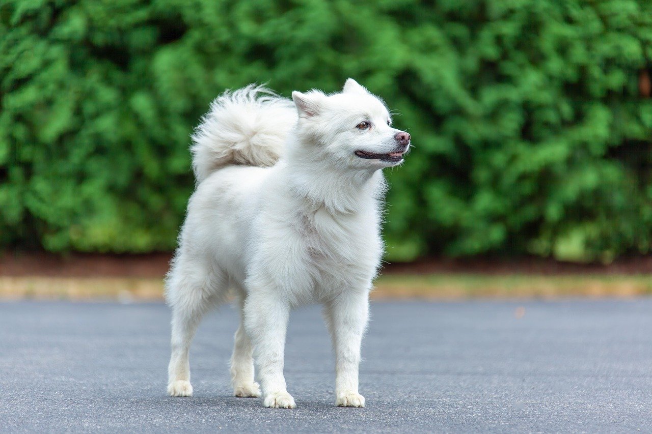 American Eskimo Dog (image credits: pixabay)