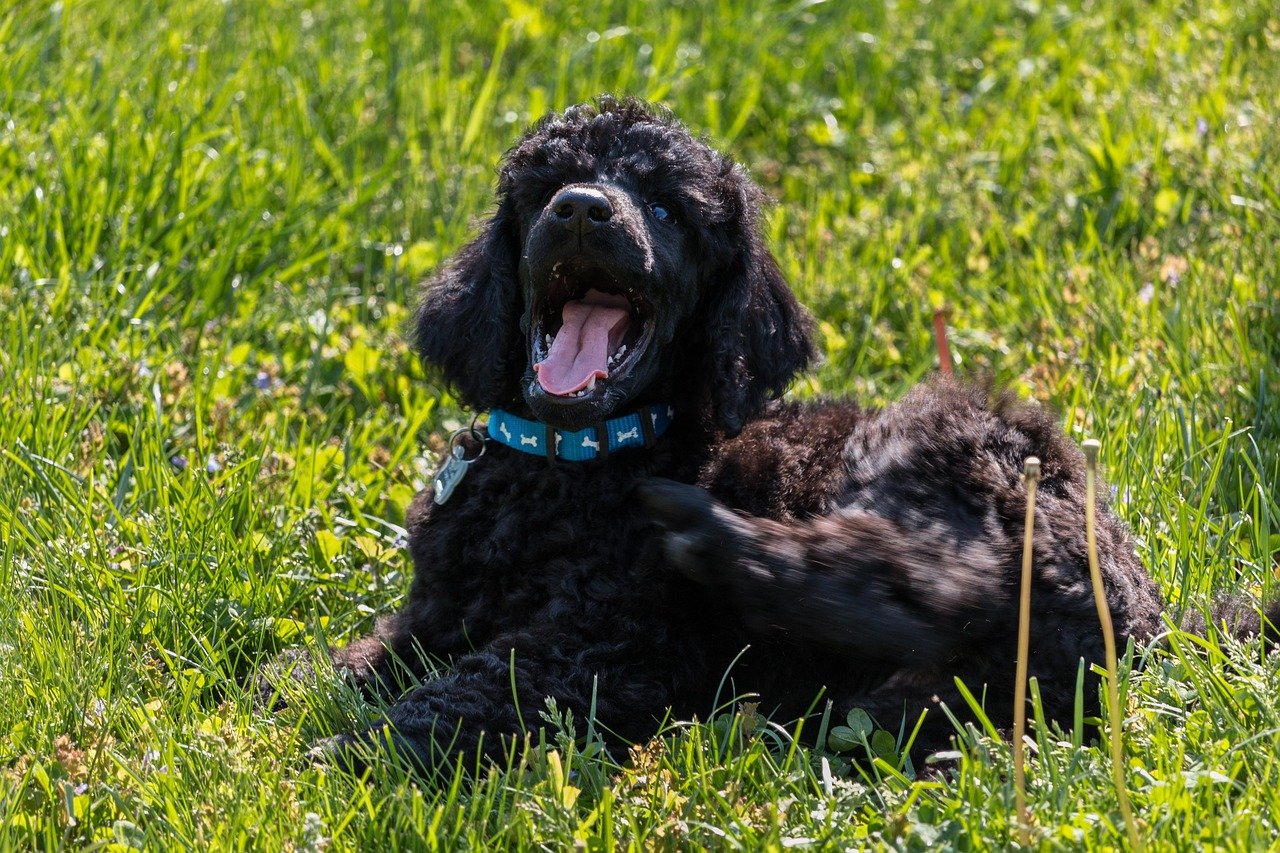Standard Poodle (image credits: pixabay)